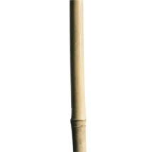 Bamburör