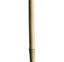 Bambupinne