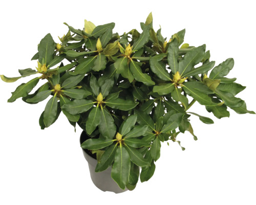 Rhododendron i kruka med gröna blad och blomknoppar