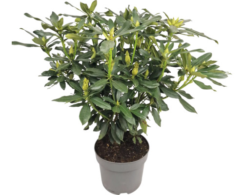 Rhododendron i kruka