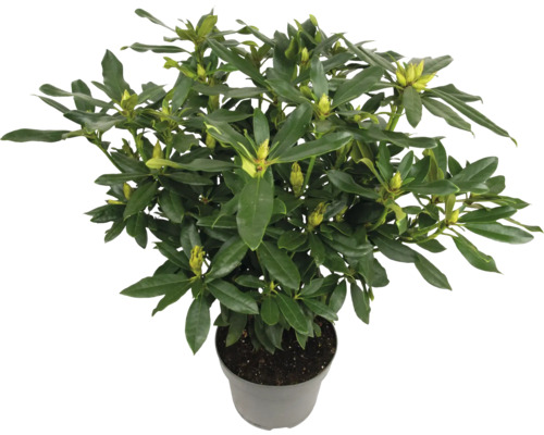 Rhododendron i kruka med gröna blad och blomknoppar