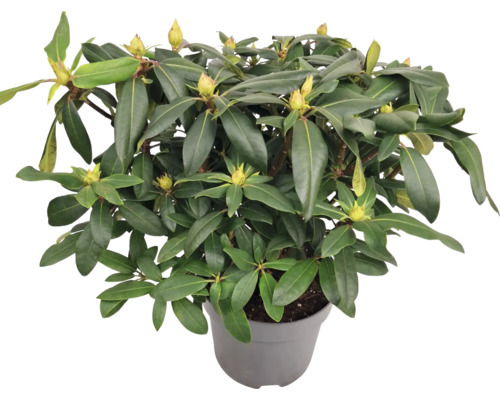 Rhododendron i kruka med gröna blad och blomknoppar