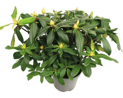 Rhododendron i kruka med gröna blad och knoppar