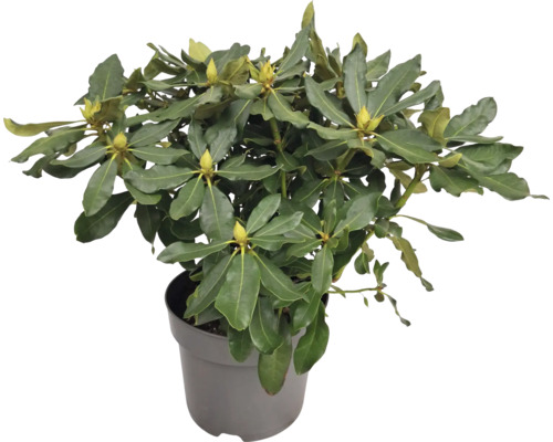 Rhododendron i kruka med gröna blad och blomknoppar