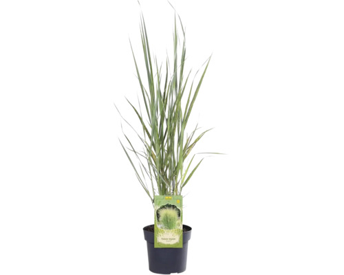 Jungfruhirs FLORASELF Panicum virgatum Northwind 20-80cm co 3L