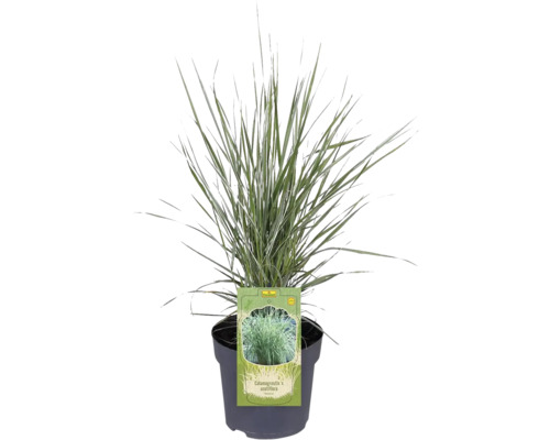Tuvrör Calamagrostis x acutiflora i kruka