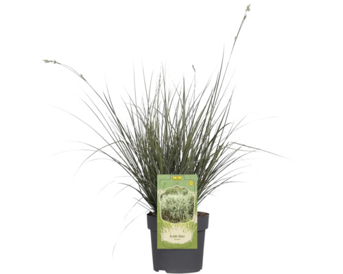 Arundo donax i kruka