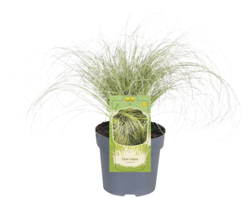 Kruka med Carex comans prydnadsgräs