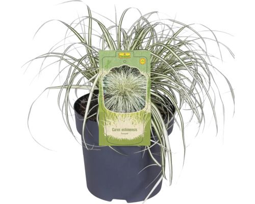 Carex oshimensis ''Evergold'' prydnadsgräs i kruka