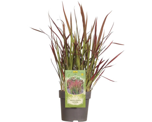 Japanskt blodgräs FLORASELF Imperata cylindrica var.koenig. Red Baron 5-15x14cm Japanskt blodgräs i kruka med FloraSelf-logotyp