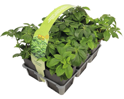 Skugg-gröna FLORASELF Pachysandra terminalis 6-pack