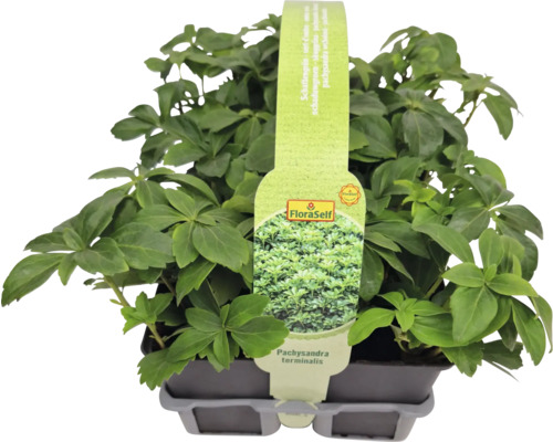 Skuggrönt i kruka med FloraSelf-logotyp