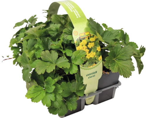 Waldsteinia ternata i kruka