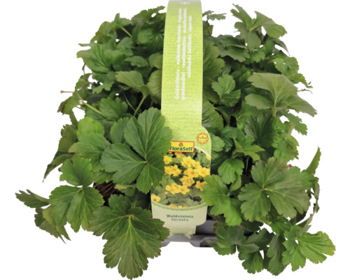 Waldsteinia ternata planta med FloraSelf logotyp