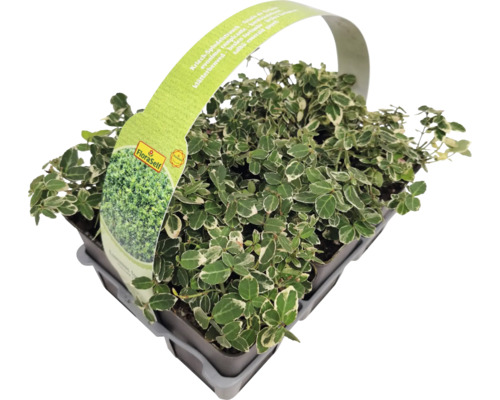 Krypvide i kruka med FloraSelf-etikett