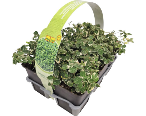 Klätterbenved FLORASELF Euonymus fortunei 'Emerald Gaiety' 6-pack