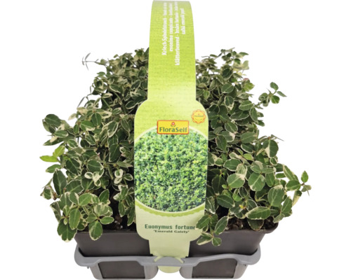 Krypbenved Euonymus fortunei ''Emerald Gaiety'' i kruka