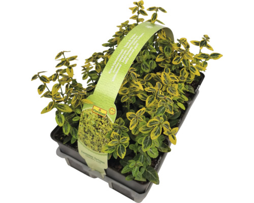 Klätterbenved i kruka med FloraSelf etikett