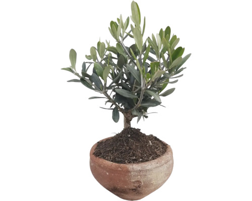 Olivträd Olea Ciotola Terra d'Africa krukstorlek 14cm