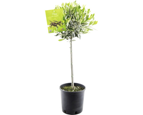 Olivträd Olea Europaea Mini Stem krukstorlek krukstorlek 18cm