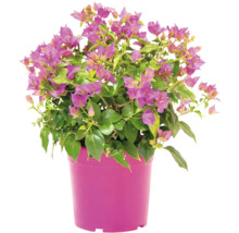 Bougainvillea växt i kruka