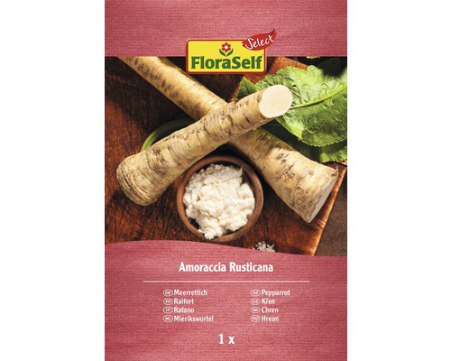 Pepparrot rhizom FLORSELF Select Amoraccia 'Rusticana' FloraSelf pepparrotsplanta