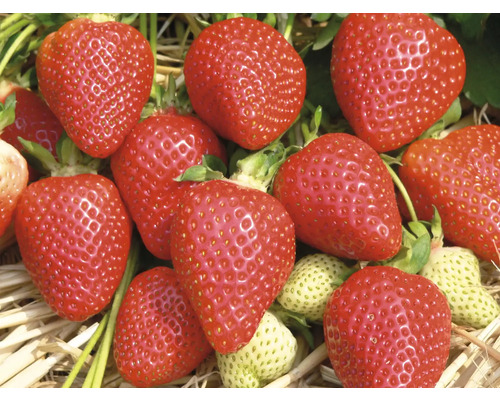 Jordgubbar av trädgårdsjordgubbar på halm