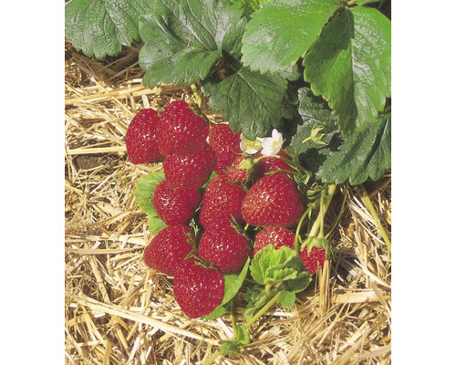 Närbild av jordgubbsplantor med röda jordgubbar och gröna blad på halm