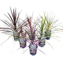 Flera Cordyline-växter i krukor.