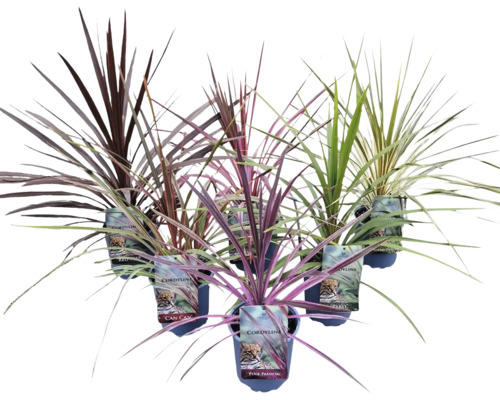 Syddracena FLORASELF exklusiv mix Cordyline australis krukstorlek Ø17cm blandade sorter Syddracena FLORASELF exklusiv mix Cordyline australis krukstorlek Ø17cm blandade sorter