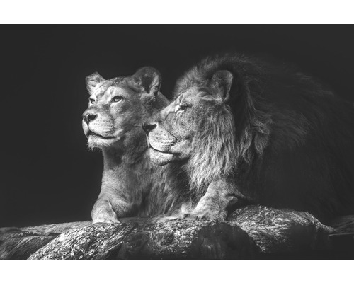 Canvastavla Lion Couple 100x150cm