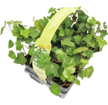 Murgröna planta i kruka