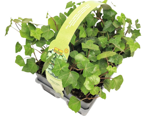 Murgröna planta i kruka