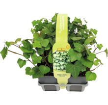 Murgröna i kruka av sorten Hedera helix ''Hibernica'' från FloraSelf