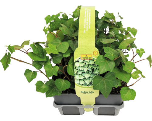 Murgröna i kruka av sorten Hedera helix ''Hibernica'' från FloraSelf