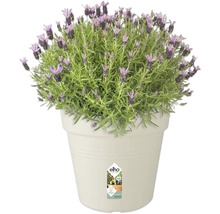 Lavendel i kruka