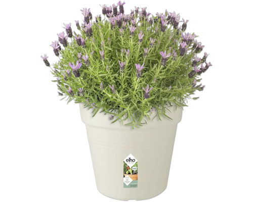 Lavendel i kruka