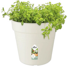 Örtkruka med oregano i vit plastkruka