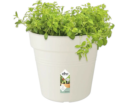 Örtkruka med oregano i vit plastkruka