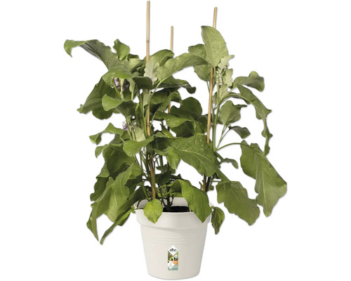 Auberginplanta med pinnar i kruka