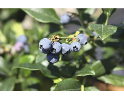 Närbild av färska blåbär på en buske