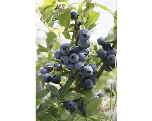 Ekologiskt blåbär FLORASELF Bio Vaccinium corymbosum 'Hortblue Petite' Co 3L Närbild av ett blåbärsbuske med mogna frukter och gröna blad.