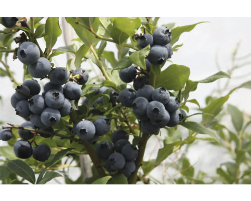 Närbild av ett blåbärsbuske med mogna blåbär och gröna blad.