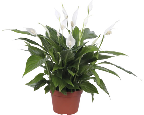Fredskalla FLORASELF Spathiphyllum 'Pearl cupido' 45cm krukstorlek Ø15cm