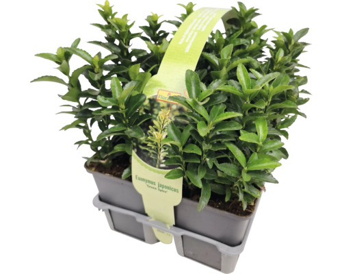 Japansk benved FLORSELF Euonymus japonicus 'Green Spire' 6-pack