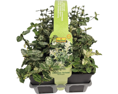 Klätterbenved Euonymus fortunei Harlequin i kruka