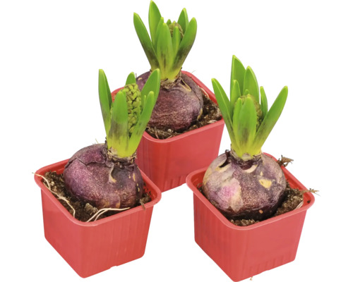 Tre hyacinter i krukor