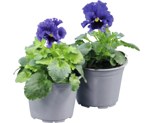 Viola Frizzle Sizzle Blue krukstorlek 10,5cm