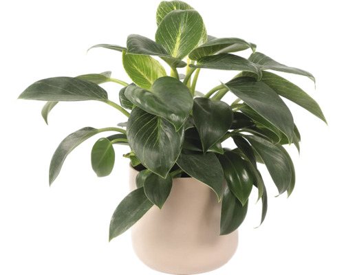 Philodendron Birkin krukväxt i en kruka