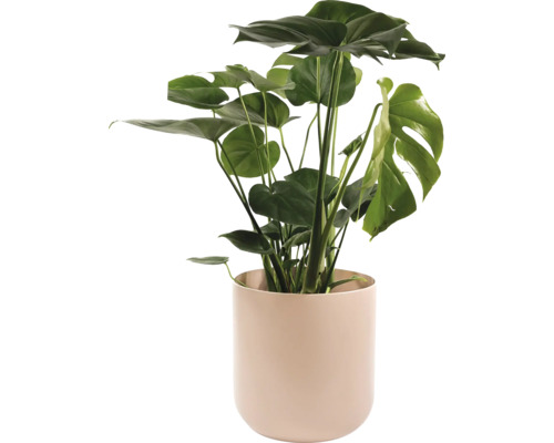 Monstera krukväxt i en kruka